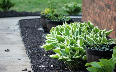 Funkie Hosta blüht nicht warum