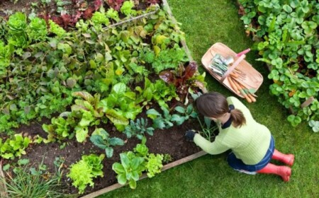 Gemüsegarten im Spätsommer anlegen neu bepflanzen