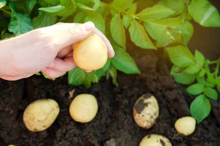 Gesteinsmehl gegen Kartoffelkäfer natürliches Hausmittel