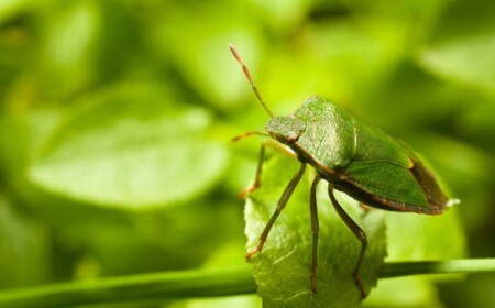 Grüne Stinkwanzen loswerden was hilft