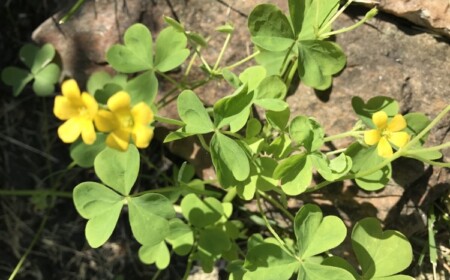 Horn-Sauerkraut im Garten bekämpfen Tipps für Hobby Gärtner