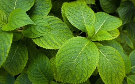 Hortensie hat keine Blüten dieses Jahr