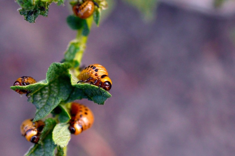 Kartoffelkäfer Larven erkennen und bekämpfen mit bio Mittel