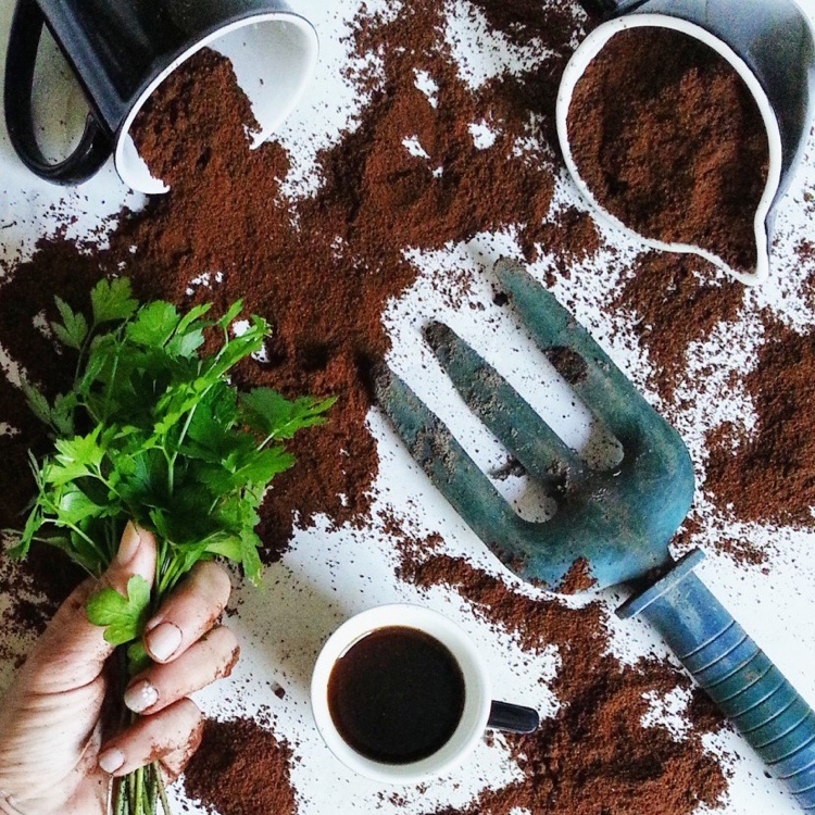 Kartoffelkäfer mit Kaffeesatz vorbeugen Rezept Tipps