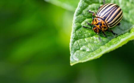 Kartoffelkäfer natürlich bekämpfen Tipps wie Schädling erkennen