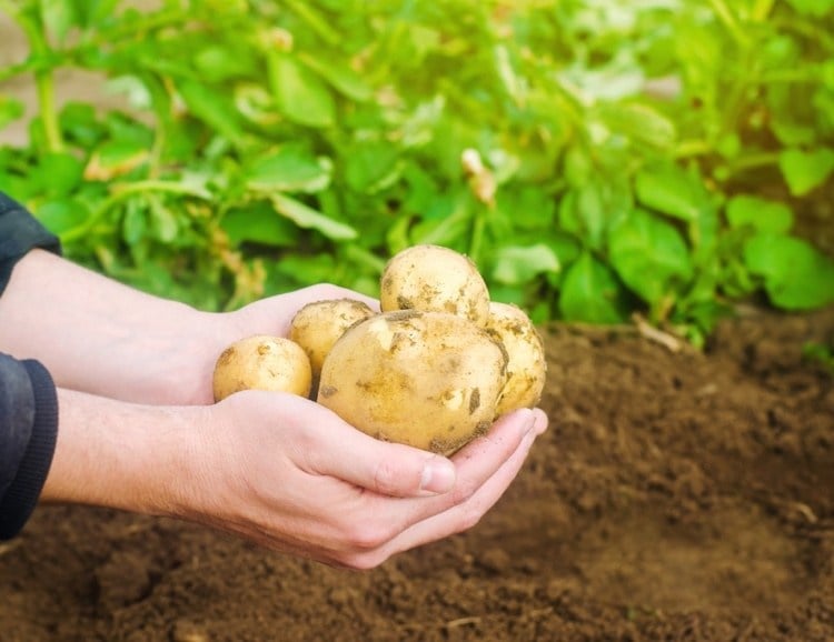 Kartoffeln im August pflanzen Tipps für Spätgemüse