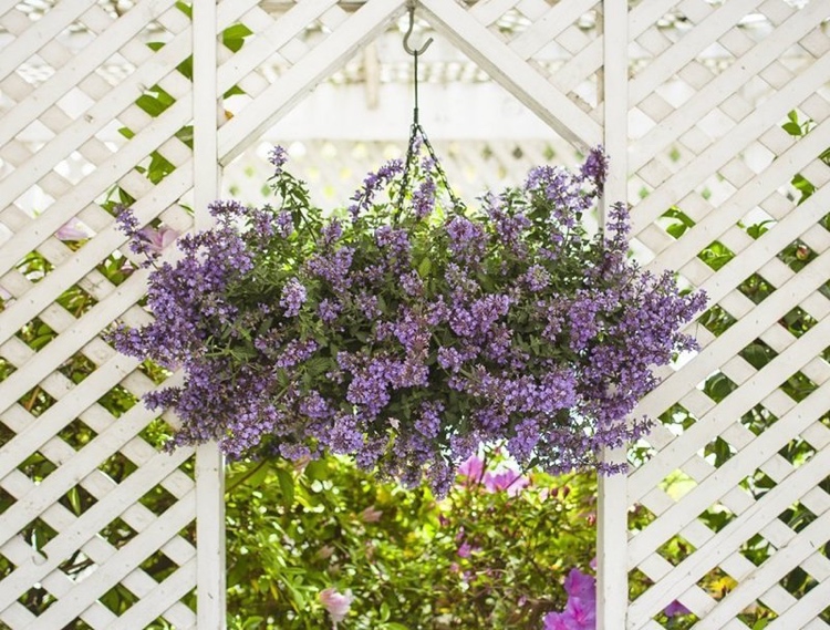 Katzenminze im Blumenampel auf dem Balkon gegen Steckmücken