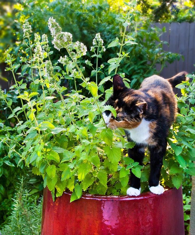 Katzenminze in großem Kübel