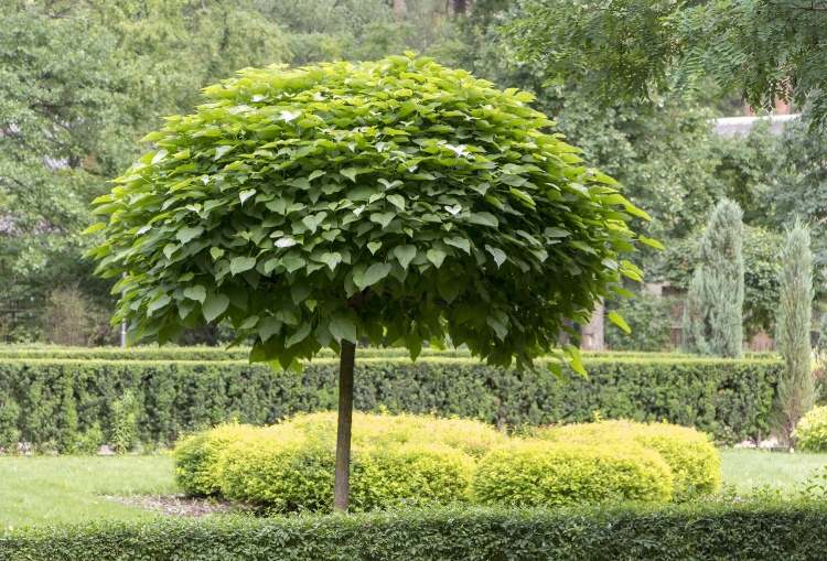 Kleiner Baum für Garten Schattenspender-Arten Kugeltrompetenbaum