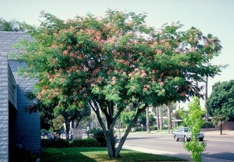 Kleiner Baum für Garten Schattenspender im Vorgarten Ideen