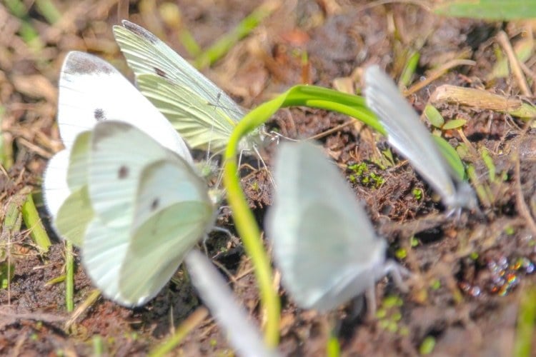Kleiner Kohlweißling Schmetterlinge im Garten bestäubende Insekten