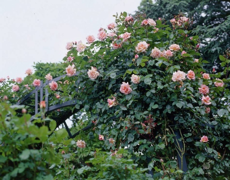 Rosen für Halbschatten