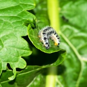 Kohlweißling Raupe mit Hausmitteln bekämpfen