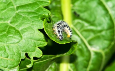Kohlweißling Raupe mit Hausmitteln bekämpfen