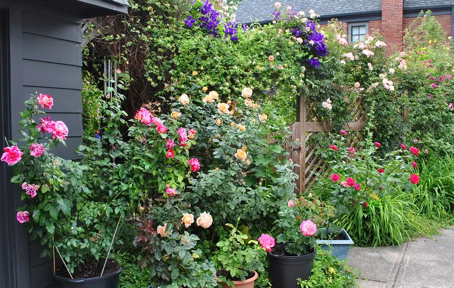 Kübelpflanzen vor dem Gartenzaun Rosen für Halbschatten