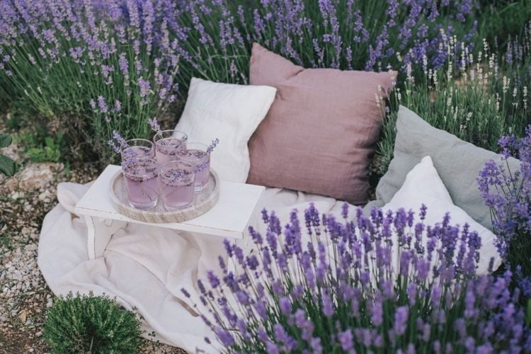 Lavendel im Herbst zurückschneiden Tipps für Hobby-Gärtner