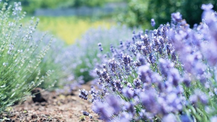 Lavendel im Sommer zurückschneiden Tipps für Hobby-Gärtner