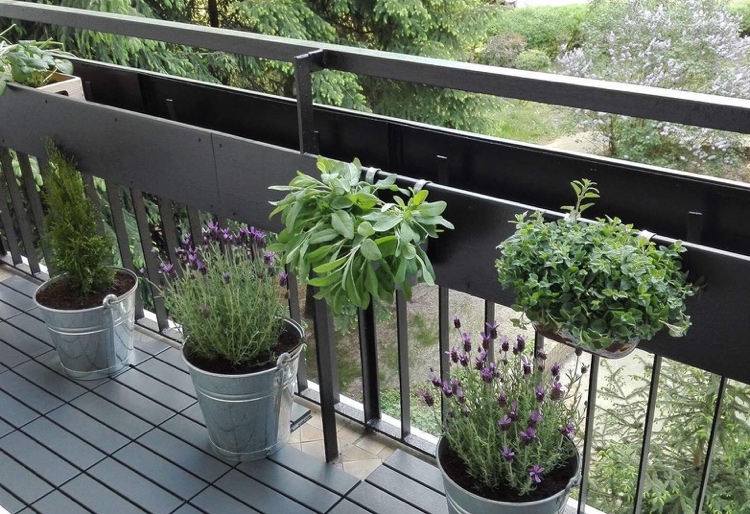 Lavendel in Kübel auf Balkon und Salvia in Balkonkästen gegen Mücken