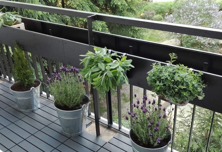 Lavendel in Kübel auf Balkon und Salvia in Balkonkästen gegen Mücken