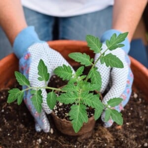 Mücken in der Blumenerde einfrieren funktioniert nicht