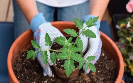 Mücken in der Blumenerde einfrieren funktioniert nicht