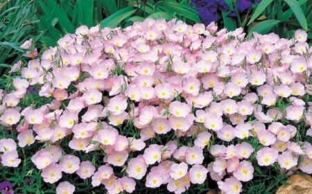 Bodendecker mit rosa Blüten