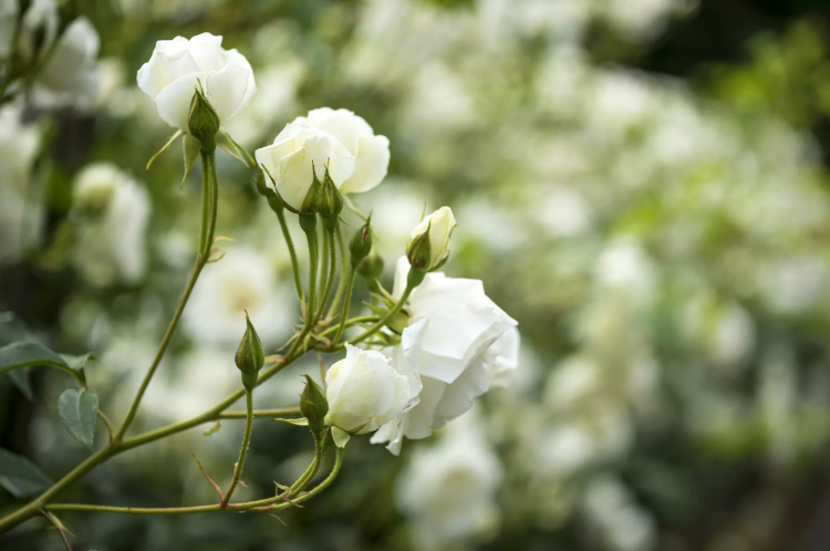 Niedrige Rosen für Halbschatten weiß blühende Sorten
