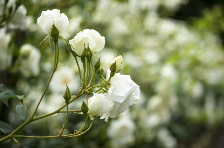 Niedrige Rosen für Halbschatten weiß blühende Sorten