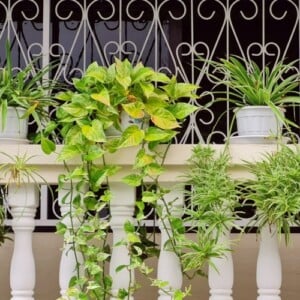 Pflanzen gießen im Urlaub - Schatten und Rückschnitt für Balkonpflanzen
