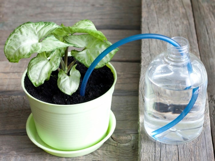 Pflanzen gießen im Urlaub mit Schlauch und Wasserflasche
