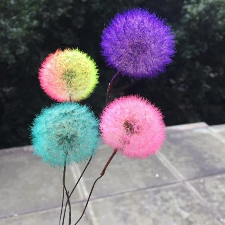Pusteblume Deko in bunten Farben - Blüten mit Lebensmittelfarben färben