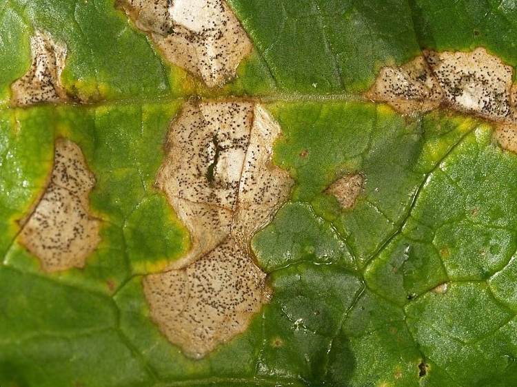 Ringfleckenkrankheit durch den Pilz Mycosphaerella brassicicola