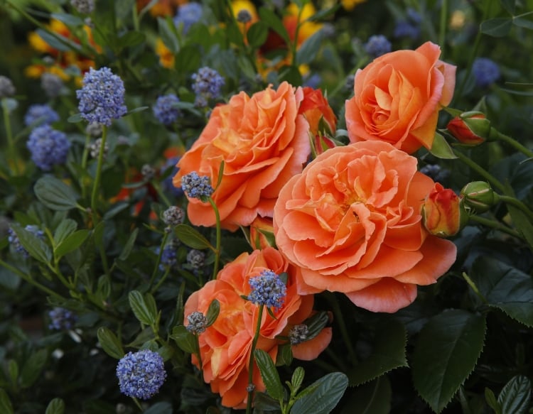 Rosen für Halbschatten mit gefüllten Blüten in orangenrot