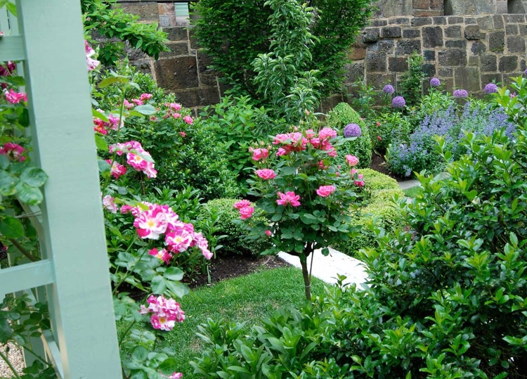Rosen mit Hochstamm für Halbschatten Ideen für Gartengestaltung