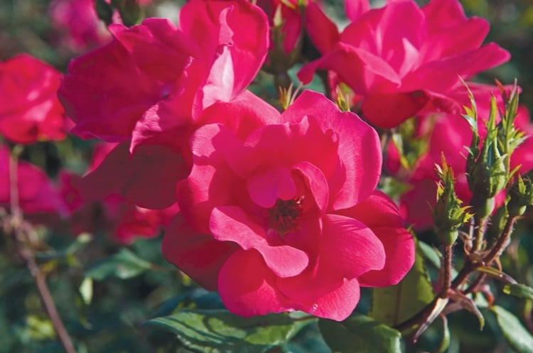 Rote Rosen für Halbschatten Strauchrosen Pflegetipps