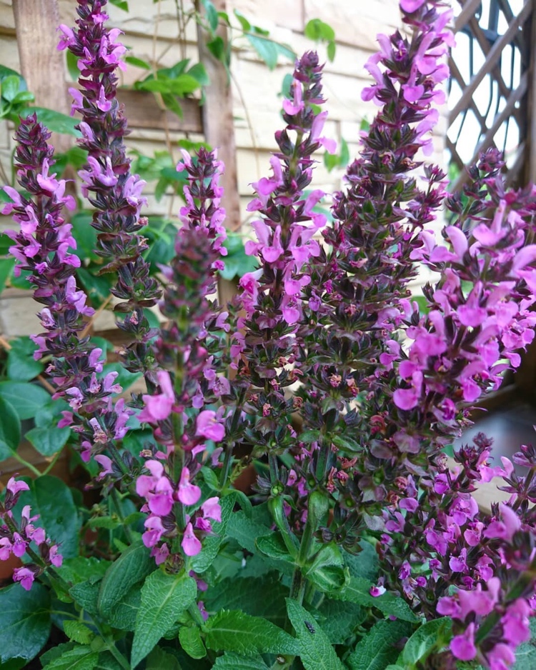Salvia nemorosa mit rosa Blüten im Topf auf Balkon