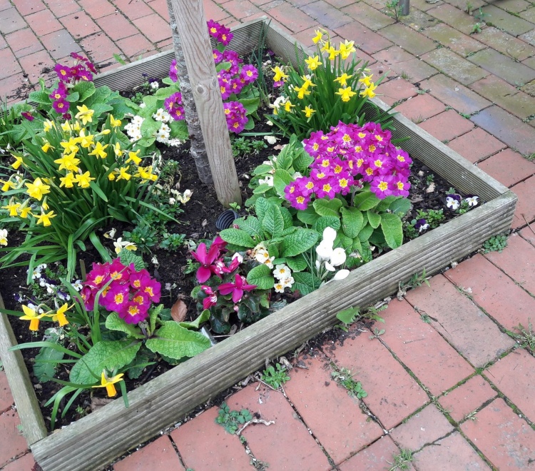 Straßenbäume unterpflanzen mit Blumen und Stauden