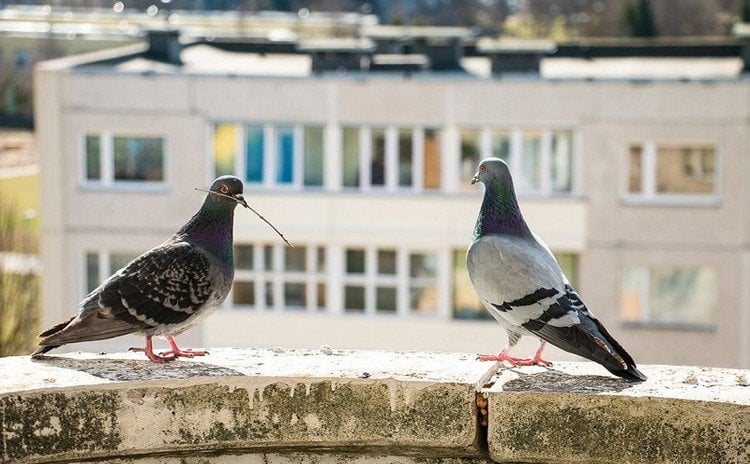 Tauben nisten auf Balkon wie abschrecken