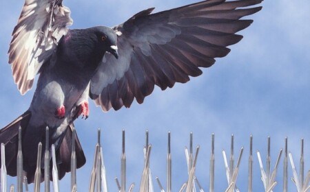 Tauben vom Balkon fernhalten mit Plastik-Spikes