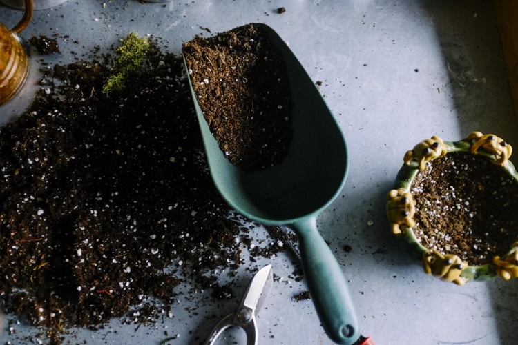 Trauermücken in der Blumenerde bekämpfen Backen oder Einfrieren