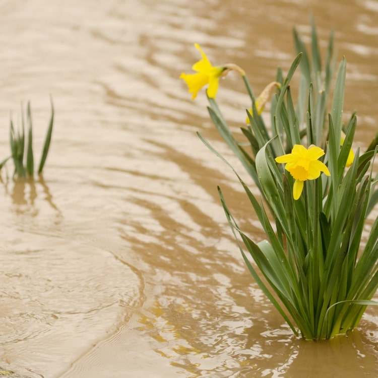 Überschwemmte Gärten trockenlegen mit diesen Tipps und Tricks