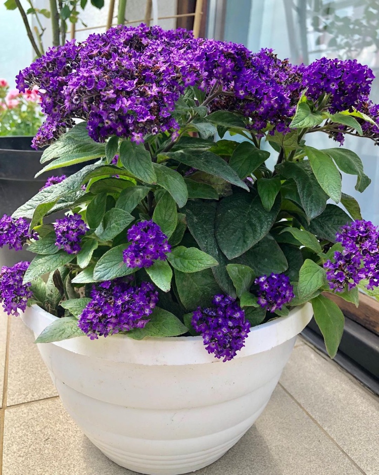 Vanilleblume in Kübel auf sonnigem Balkon