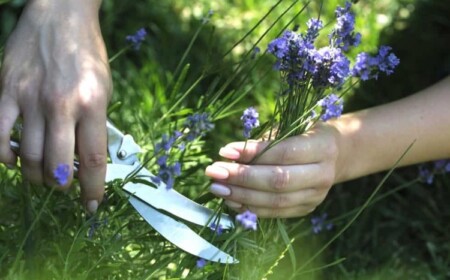 Wann Lavendel im Garten schneiden im Sommer oder im Frühling