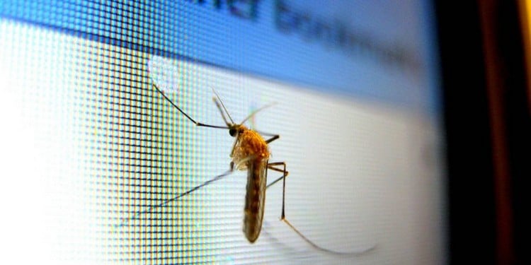 Was tun gegen Mücken in der Nacht wie die nervige Mücke finden