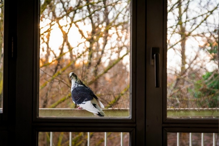 Tauben Vom Balkon Vertreiben Und Fernhalten Methoden And Tipps