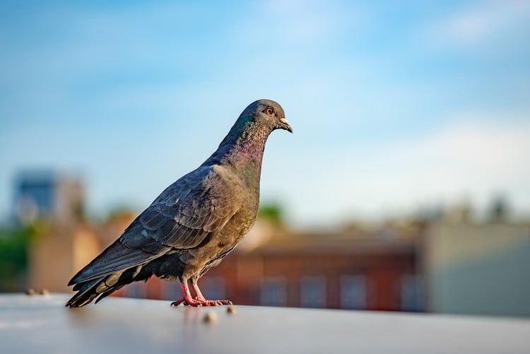 Was tun gegen Tauben auf dem Balkon