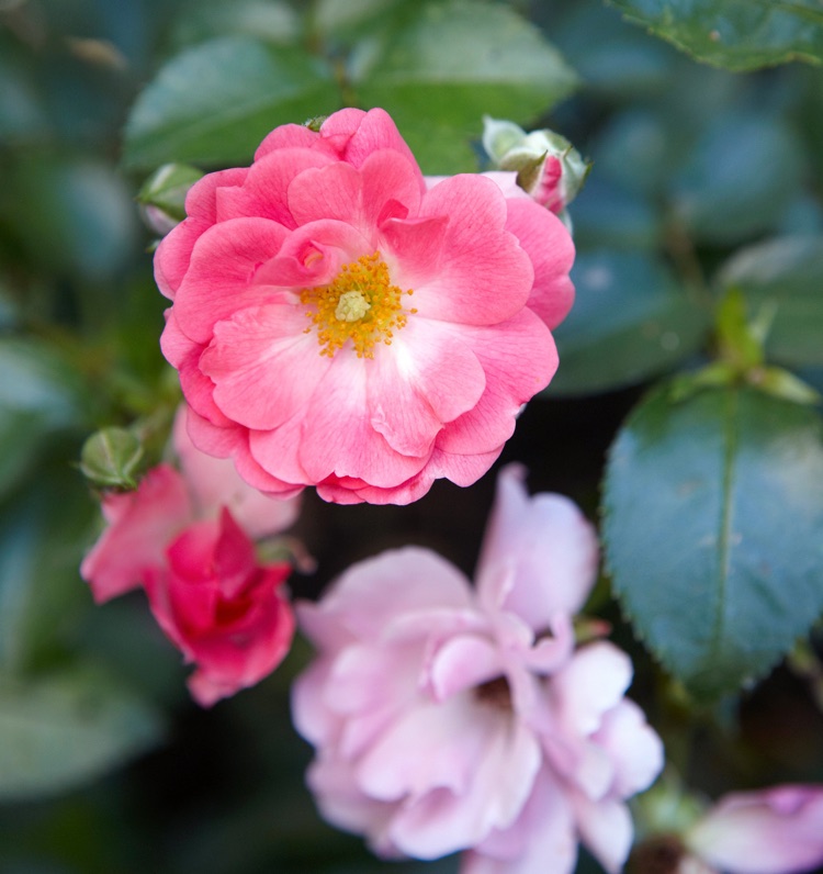 Welche teppichbildende Stauden für Garten Bodendeckerrose Sorte Pink Supreme