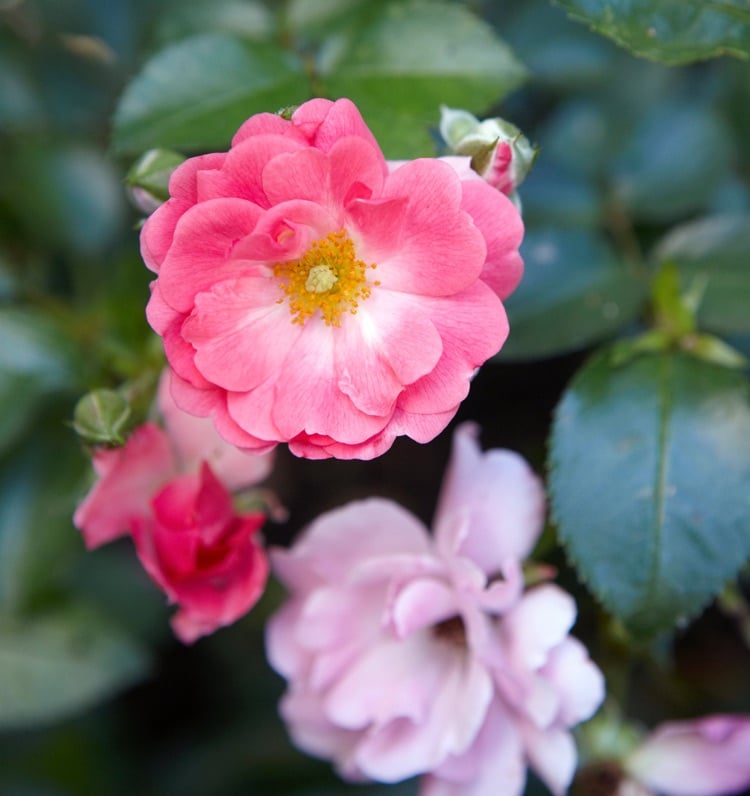 Welche teppichbildende Stauden für Garten Bodendeckerrose Sorte Pink Supreme