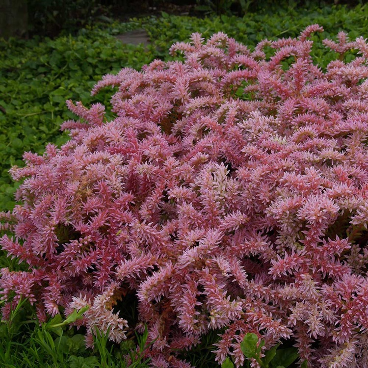 Welcher Bodendecker blüht in rosa Seestern Blume