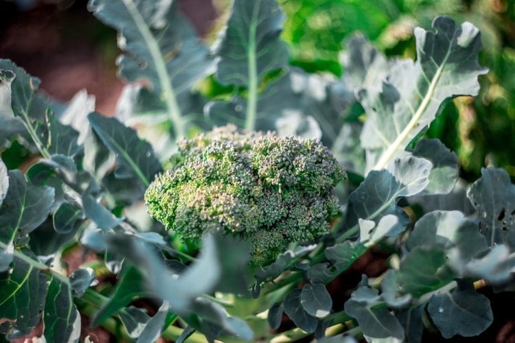 Welches Gemüse im Spätsommer pflanzen Brokkoli Pflege